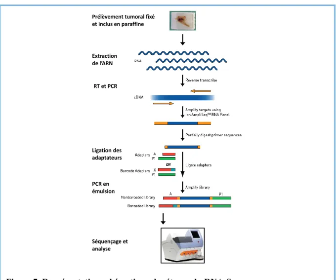 Figure 7. Représentation schématique des étapes du RNA-Seq 