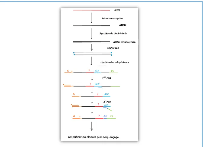 Figure  8.  Représentation  schématique  des  étapes  de  la  PCR  ancrée  (Zheng  et  al,  Nature Med)  