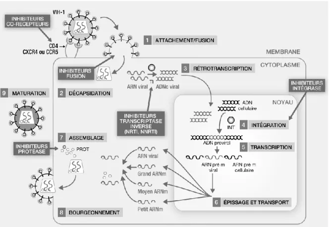 Figure 16.  Cycle  de  réplication  du  VIH  et  sites  d’action  des  différentes  classes  d’antirétroviraux