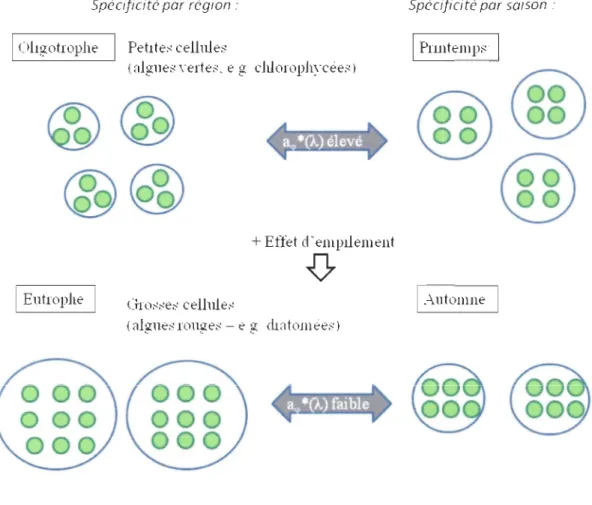 Figure  a.  Schéma  explicatif de  la  variation  du  coefficient  spécifique  d ' absorption  de  la  lumière par le phytoplancton  aq,  *(À)  et de l' effet d'empilement des pigments dans la cellule 
