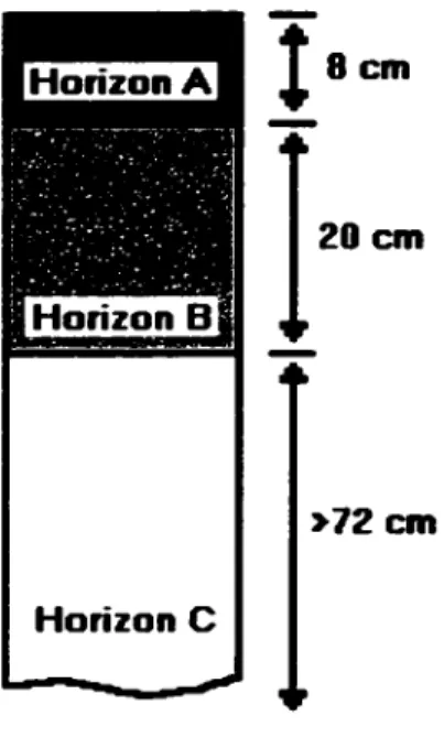 Figure 2.1 Profil du pédon creusé pour  les  échantillons de sol 