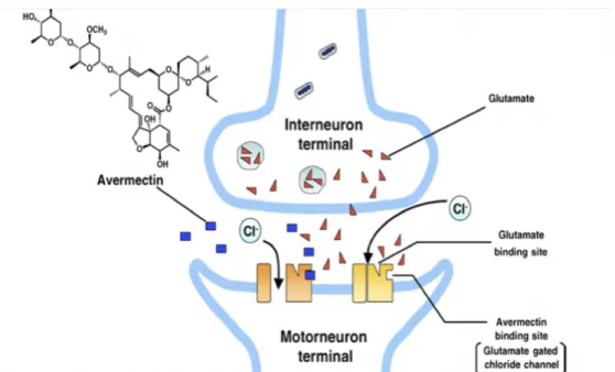 Figure 5. Action de l’ivermectine sur les canaux chlorure dépendants du glutamate au niveau de la  synapse inter-neuronale d’un parasite 42