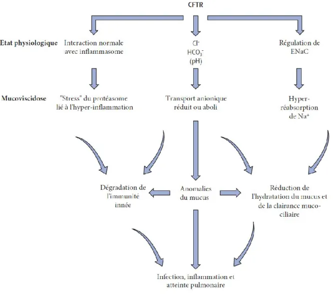 Figure 3 : Synthèse des mécanismes mis en jeu dans la mucoviscidose et à l'origine de la  symptomatologie pulmonaire