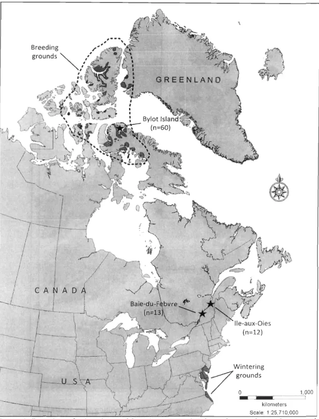 Figure  1.  Location  of wintering  and  breeding  grounds  of the Greater Snow  Goose  and  of  the  three  captures  sites  of  females  tracked  with  satellite  transmitters  in  this  study