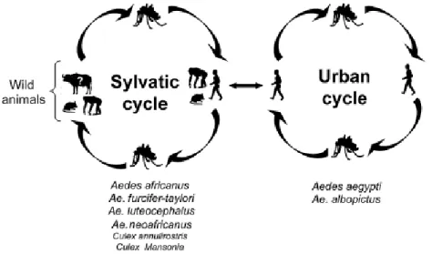 Figure 2 : Représentation des cycles du Chikungunya : le cycle sylvatique et le cycle dit « urbain »