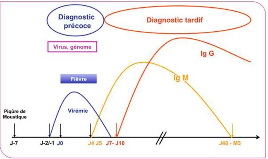 Figure 3 : Evolution de la virémie et de l’apparition des Immunoglobulines lors de l’infection par le  virus du Chikungunya