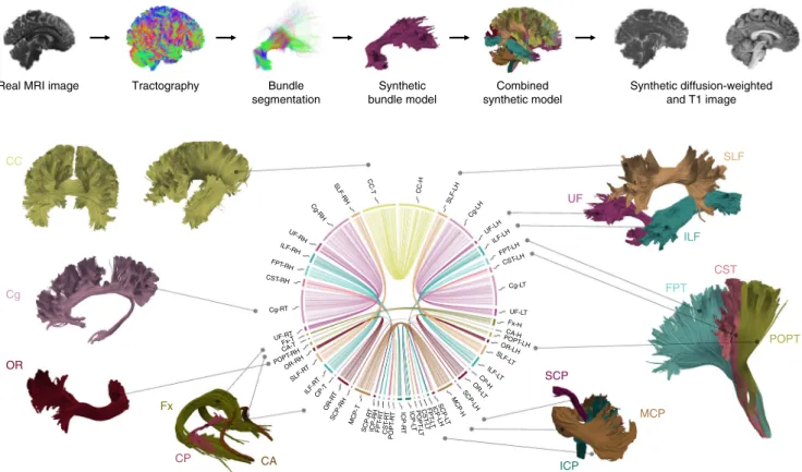 Fig. 1 Overview of synthetic data set. The top row summarizes the phantom generation process