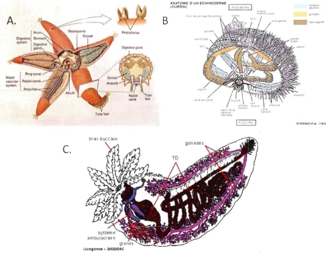 Figure  1.1  Anatomie  des  échinodermes.  A.  Astéride  B.  Échinidé  C.  Holothurie