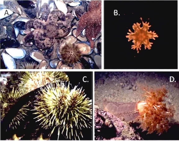 Figure 1.2  Les  espèces  d'échinodermes à  l'étude: A.  Leptasterias polaris  (Photo:  Claude  Nozères)  B