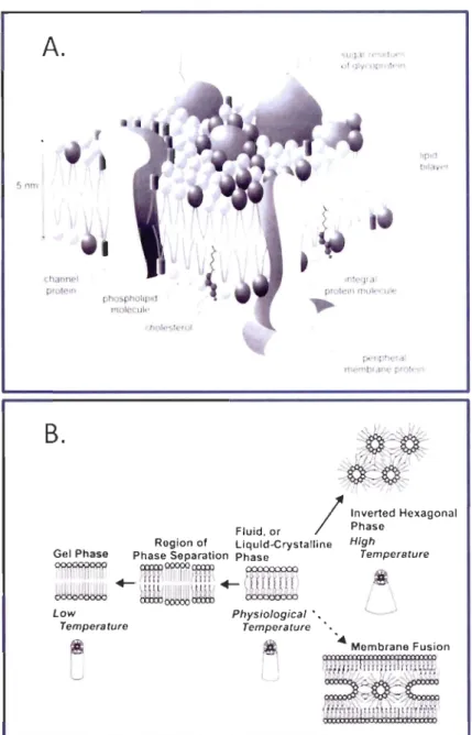 Figure  1.4  A.  8icouche  membranaire  d'une  cellule  illustrant  les  composantes  principales  de  la  membrane et  leur organisation