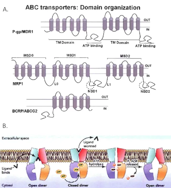 Figure 1.5  A.  Transporteurs de  la  superfamille  ABC conférant aux  cellules une  résistance