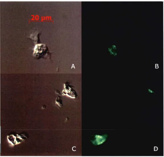 Figure  2.4  DifferentiaI  Interference  Contrast  and  epifluorescence  microscopy  images  of  Leptasterias  polaris  cœIomocytes  incubated  with  0.5  /lM  calcein-AM without  inhibitor  (A, B)  and with the inhibitor MK571  (C, D) 