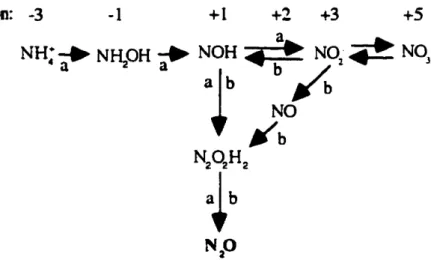 Figure 2.2. Représentation des différentes voies du processus de nitrification, menant à la production de N20.