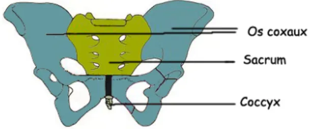 Figure 1 : Le bassin osseux (4) 