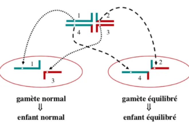 Figure 4 Translocation réciproque avec ségrégation alterne  Formation de gamètes normaux (à gauche) ou équilibrés (à  droite) d’après la présentation de M
