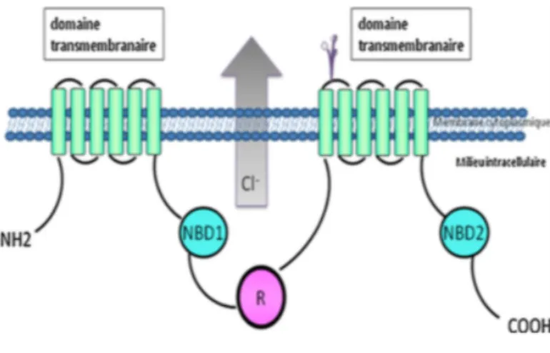 Figure 12 Schéma de la protéine CFTR composée de deux domaines transmembranaires MSD, deux 