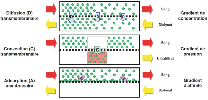 Figure  2 :  Principes  physiques  gouvernant  les  transferts  de  solutés  au  sein  d’un  hémodialyseur  3 