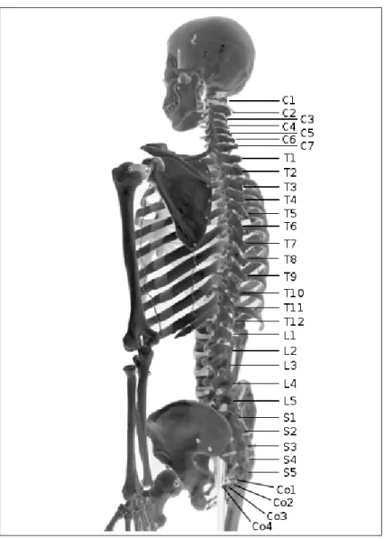 Figure 1.1 Vue postéro-latérale de la colonne vertébrale