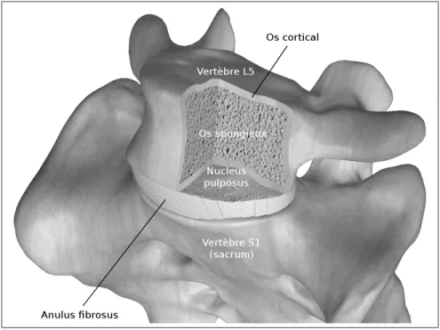 Figure 1.2 Segment vertébral L5–S1