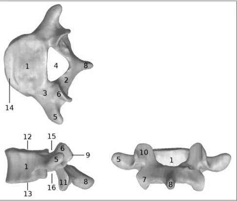 Figure 1.4 Anatomie d’une vertèbre lombaire. Cette ﬁgure montre la vue de dessus (en haut), la vue sagittale (à gauche)