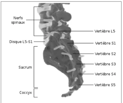 Figure 1.5 Vue postéro-latérale du sacrum