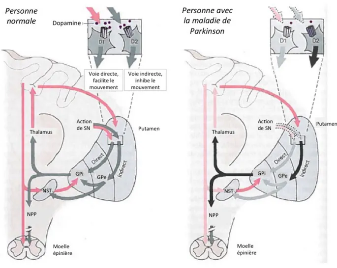 Figure 5 : Interactions entre les structures des noyaux gris centraux  