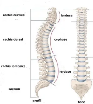 Figure 1 : Rachis de profil et de face 