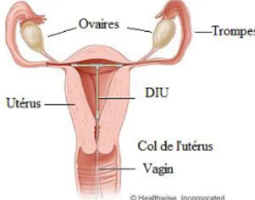 Figure 3 : Position du DIU dans l'utérus (16) 