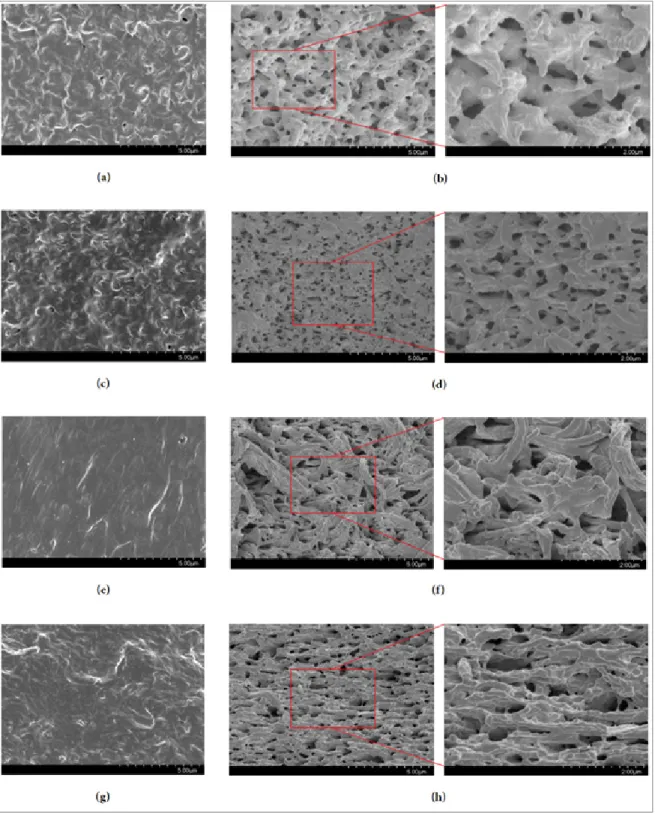Figure 3-4 SEM micrographs of LDPE blends before and after solvent extraction: (a) and (b)  LDPE/SEBS, (c) and (d) LDPE/SEBS//5C, (e) and (f) LDPE/SEBS-MA, and (g) and (h) 