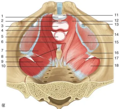 Figure 1 :  Muscles du plancher pelvien, d'après Fatton B, Cayrac M, Letouzey V, Masia F, Mousty E,  Marès P, et al