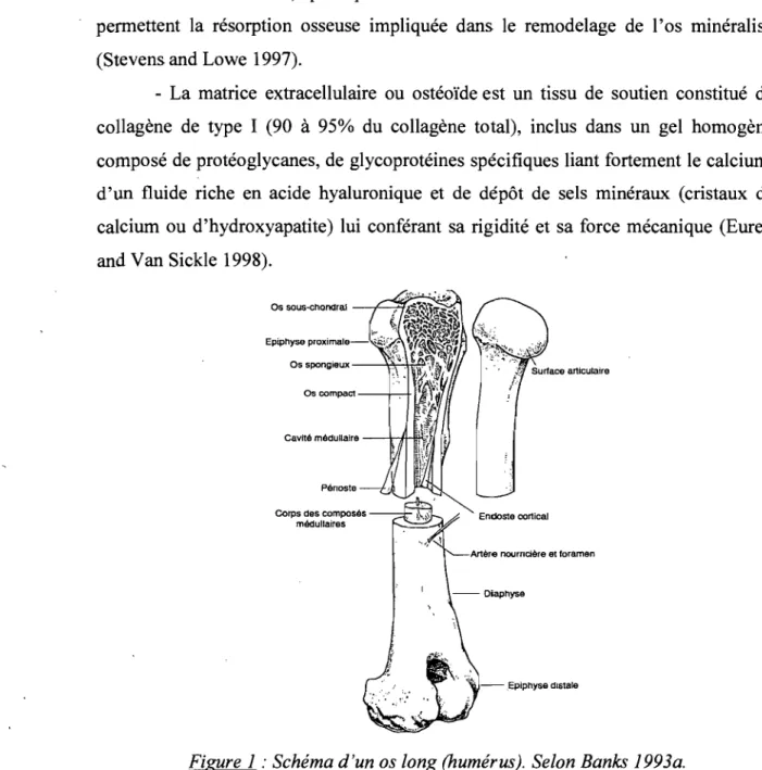 Figure  1 :  Schéma d'un os long (humérus).  Selon Banks 1993a. 