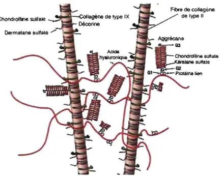 Figure  2 :  Diagramme représentant l'agencement des structures dans la matrice  extracellulaire