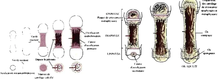 Figure 5 : Stades de  l'ossification endochondrale d'un os long.  Se/on  van  Weeren  2006 