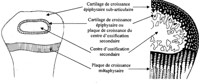 Figure 6 : Cartilage de croissance et centre d'ossification secondaire (Banks  1993b) 