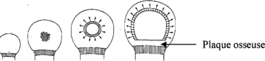 Figure  8 :  Formation du centre d'ossification secondaire (Rivas and Shapiro 2002) 