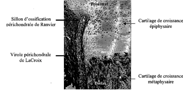 Figure 9 : Photomicrographie de  la périphérie de la plaque de  croissance proximale  du fémur d'un rat âgé de  14 jours: visualisation des différents composants du 
