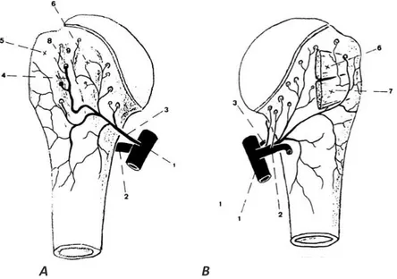 Figure 11 : Schéma représentant la vascularisation de la tête humérale (A : vue antérieure, B :  vue postérieure)