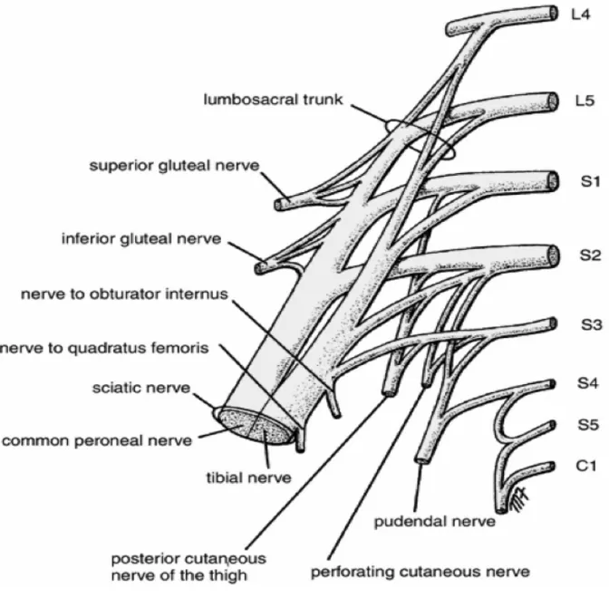 Figure 4. Anatomie du plexus sacré 