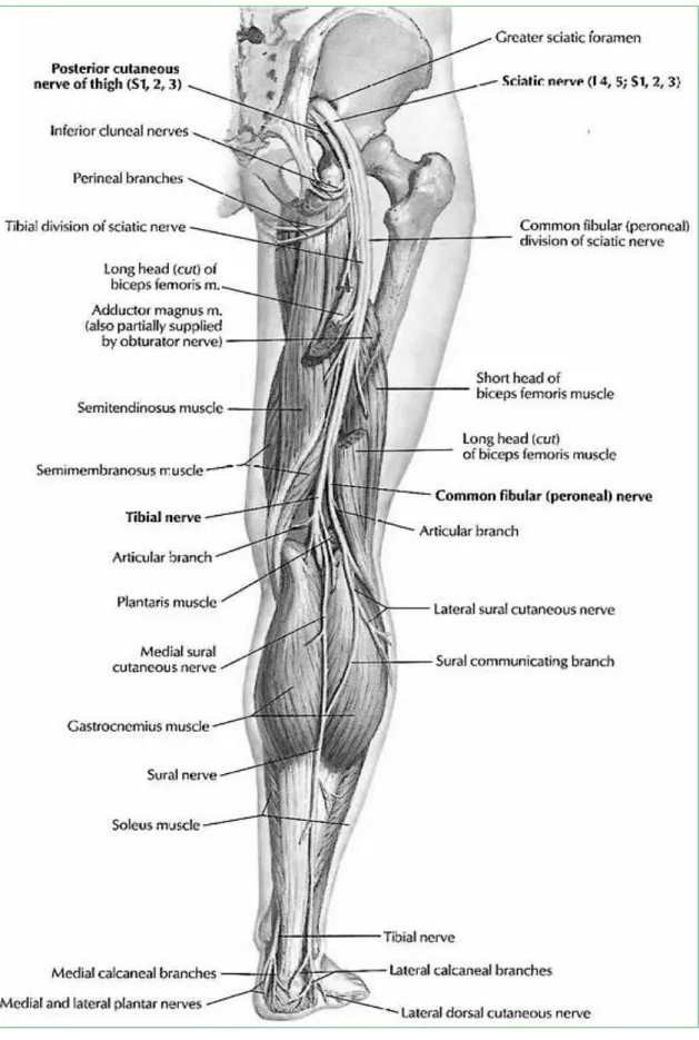 Figure 5. Anatomie du nerf sciatique 