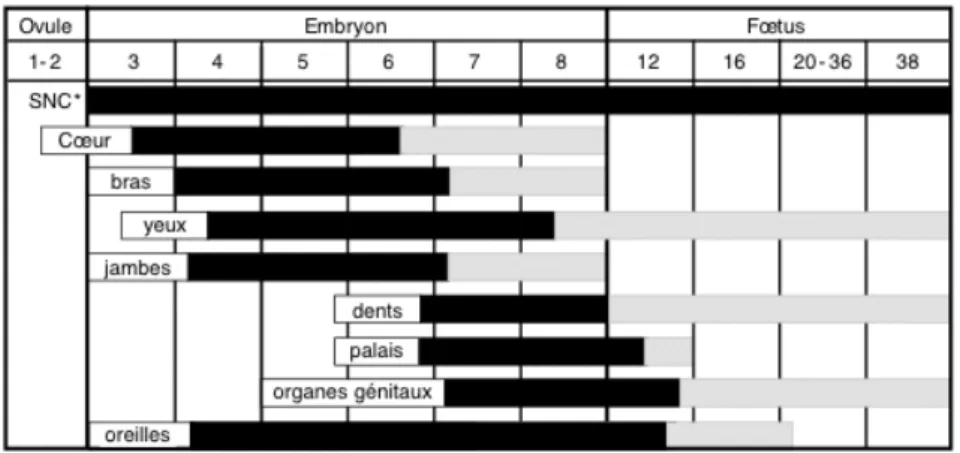 Figure 1 : périodes de développement des différents organes et sensibilité  correspondant aux effets d’une EPA (40)