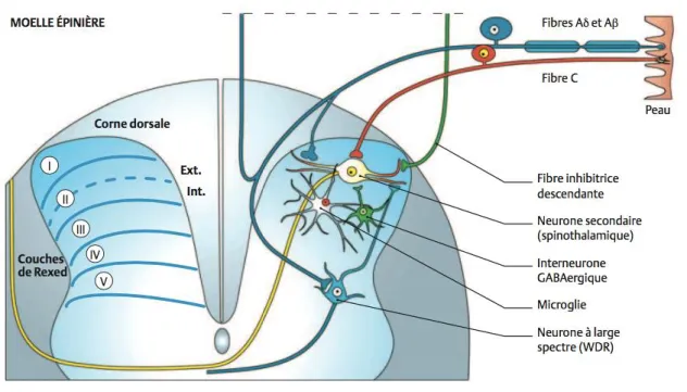 Figure 2 : Schéma d’un nocicepteur périphérique et de ses connexions au niveau de  la corne dorsale de la moelle (les voies de la douleur anesthesiologie.umontreal) 