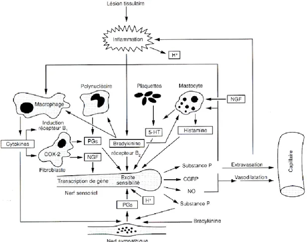 Figure  4 :  Interactions  entre  les  différentes  substances  libérées  par  les  cellules  immunitaires,  les  capillaires  et  les  terminaisons  nerveuses  périphériques  (sensorielles et sympathiques) lors d’une lésion tissulaire inflammatoire