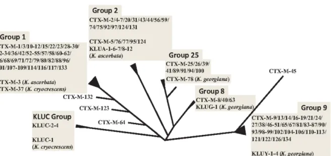 Figure 3 - Arbre phylogénétique du gène CTX-M et clustérisation en 5 grands groupes  -  (d’après Decousser et al.) (29) 