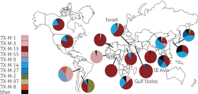 Figure 4 - Répartition des principaux sous-groupes de CTX-M au niveau mondial chez l’Homme :  2009 – présent (d’après Edward et al) (40) 