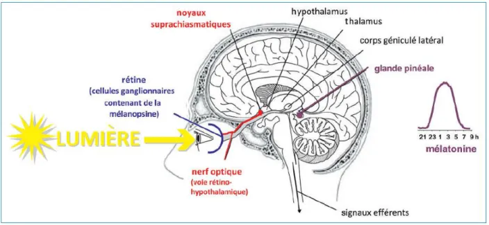 Figure 2 : Neuro-anatomie simplifiée du système circadien (59). 