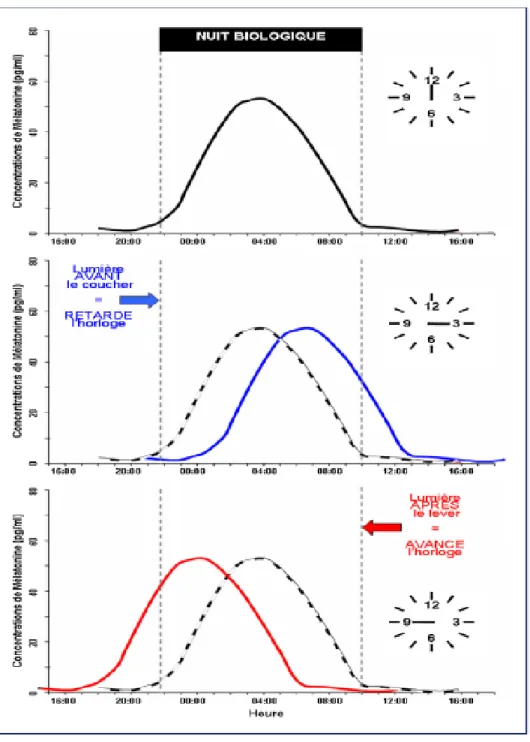 Figure 4 : Courbes de réponse de phase de la sécrétion de la mélatonine selon l’exposition à la lumière (8) 