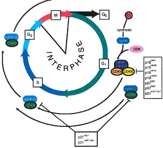 FIGURE 4: Simplified ceil cycle (adapted from reference 50).