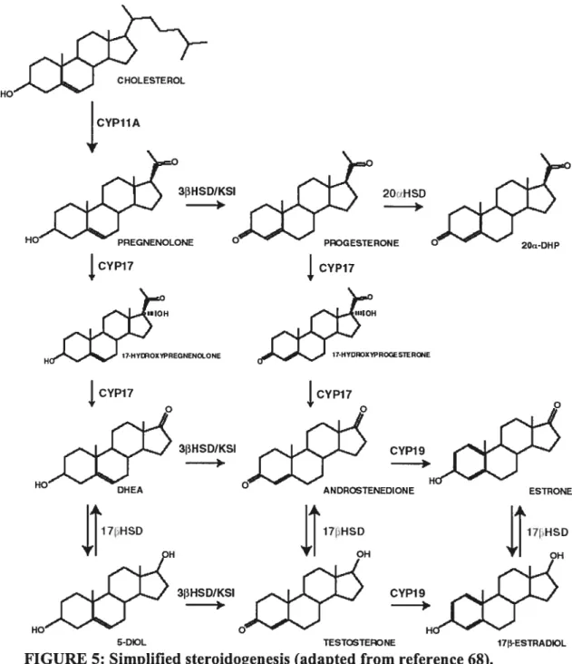 FIGURE 5: Simplified steroidogenesis (adapted from reference 68).