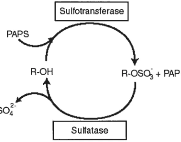 FIGURE 10: Sulfoconjugation (adapted from reference 256).