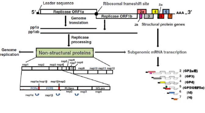 Figure 1: Schematic representation of PRRSV genome organization.  